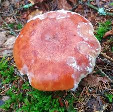 Attēlu rezultāti vaicājumam “Hypomyces armeniacus”