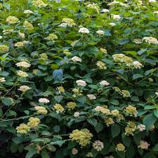 Attēlu rezultāti vaicājumam “Hydrangea arborescens flower”