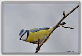 Image result for Cyanistes caeruleus