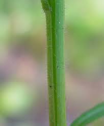 Attēlu rezultāti vaicājumam “Erigeron annuus leaf”