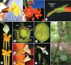 Attēlu rezultāti vaicājumam “Arenaria procera leaf”