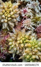 Attēlu rezultāti vaicājumam “Sphagnum fallax sporophyte”