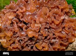 Attēlu rezultāti vaicājumam “Tremella foliacea”