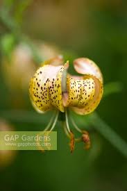 Image result for Lilium martagon `Manitoba Fox`
