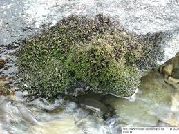 Attēlu rezultāti vaicājumam “Kurzia pauciflora”