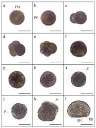 Attēlu rezultāti vaicājumam “Diderma subviridifuscum var. macrospora* sessile”