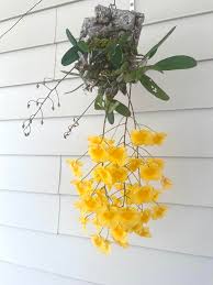 Attēlu rezultāti vaicājumam “Didymium aggregatum”