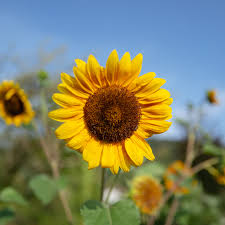 Image result for Sonnenblume