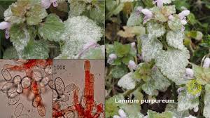 Attēlu rezultāti vaicājumam “Erysiphe galeopsidis”