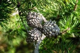 Attēlu rezultāti vaicājumam “Pinus sylvestris fruit”