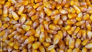 Image result for Mais