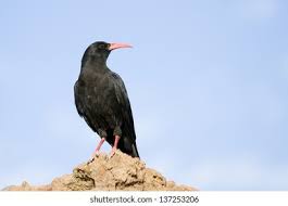 Image result for Pyrrhocorax pyrrhocorax