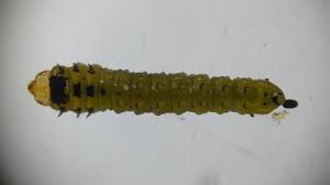 Attēlu rezultāti vaicājumam “Therevidae larva”