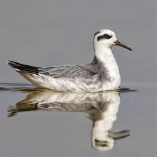Attēlu rezultāti vaicājumam “Phalaropus fulicarius adult”