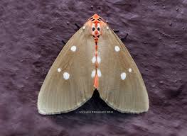 Attēlu rezultāti vaicājumam “Pseudeustrotia candidula”