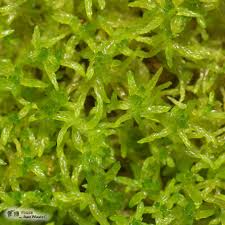 Attēlu rezultāti vaicājumam “Sphagnum tenellum”