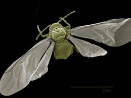 Attēlu rezultāti vaicājumam “Sternorrhyncha”