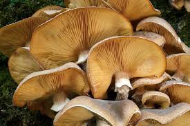 Attēlu rezultāti vaicājumam “Armillaria mellea”