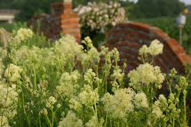 Attēlu rezultāti vaicājumam “Thalictrum lucidum”