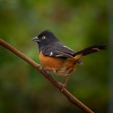 Image result for Pipilo erythrophthalmus