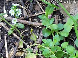 Attēlu rezultāti vaicājumam “Veronica serpyllifolia leaf”