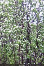 Attēlu rezultāti vaicājumam “Amelanchier canadensis”