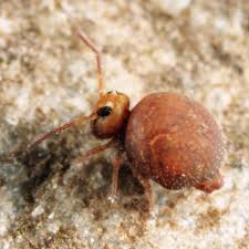 Attēlu rezultāti vaicājumam “Symphypleona”