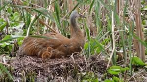 Attēlu rezultāti vaicājumam “Grus grus nest”