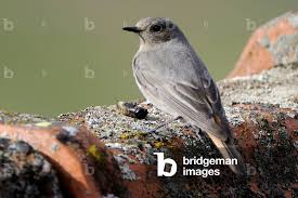 Attēlu rezultāti vaicājumam “Phoenicurus ochruros”