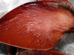 Attēlu rezultāti vaicājumam “Fistulina hepatica”