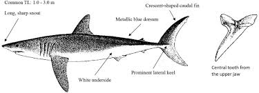 Image result for Isurus oxyrinchus