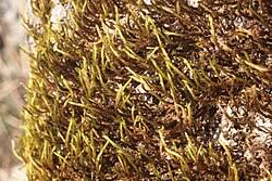 Attēlu rezultāti vaicājumam “Leucodon sciuroides”