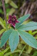 Attēlu rezultāti vaicājumam “Comarum palustre fruit”