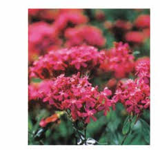 Attēlu rezultāti vaicājumam “Erysimum hieracifolium fruit”