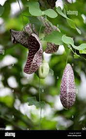 Attēlu rezultāti vaicājumam “Aristolochiaceae”