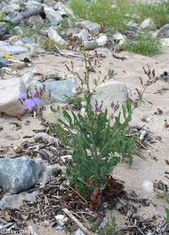 Attēlu rezultāti vaicājumam “Lactuca tatarica bud”