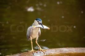 Attēlu rezultāti vaicājumam “Nycticorax nycticorax adult”
