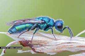 Attēlu rezultāti vaicājumam “Chrysididae”