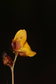 Attēlu rezultāti vaicājumam “Utricularia minor bud”