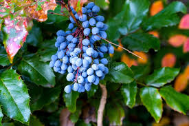 Attēlu rezultāti vaicājumam “Mahonia aquifolium fruit”