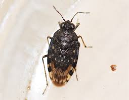 Attēlu rezultāti vaicājumam “Saldula saltatoria”