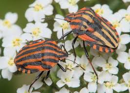 Attēlu rezultāti vaicājumam “Graphosoma lineatum imago”