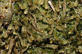 Attēlu rezultāti vaicājumam “Anastrophyllum hellerianum”