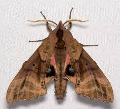 Attēlu rezultāti vaicājumam “Badhamiopsis sp.”