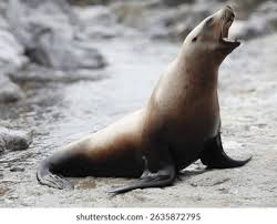 Image result for Eumetopias jubatus