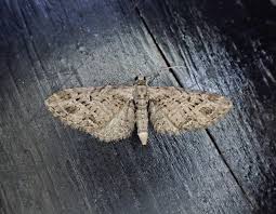 Attēlu rezultāti vaicājumam “Eupithecia exiguata”