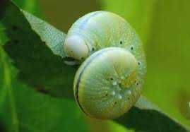 Attēlu rezultāti vaicājumam “Cimbex femoratus imago”