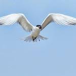 Image result for Sterna acuflavida