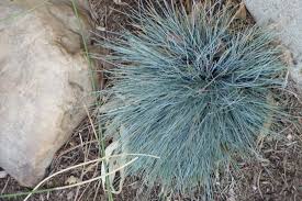 Attēlu rezultāti vaicājumam “Festuca ovina flower”