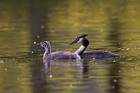 Attēlu rezultāti vaicājumam “Podiceps cristatus juvenile”